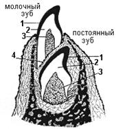 Развитие зубов у детей