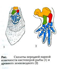 Иллюстрационный материал на уроках биологии