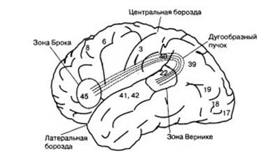 Нейрофизиологические корреляты сознания и речи